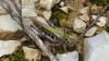 Chorthippus sp.